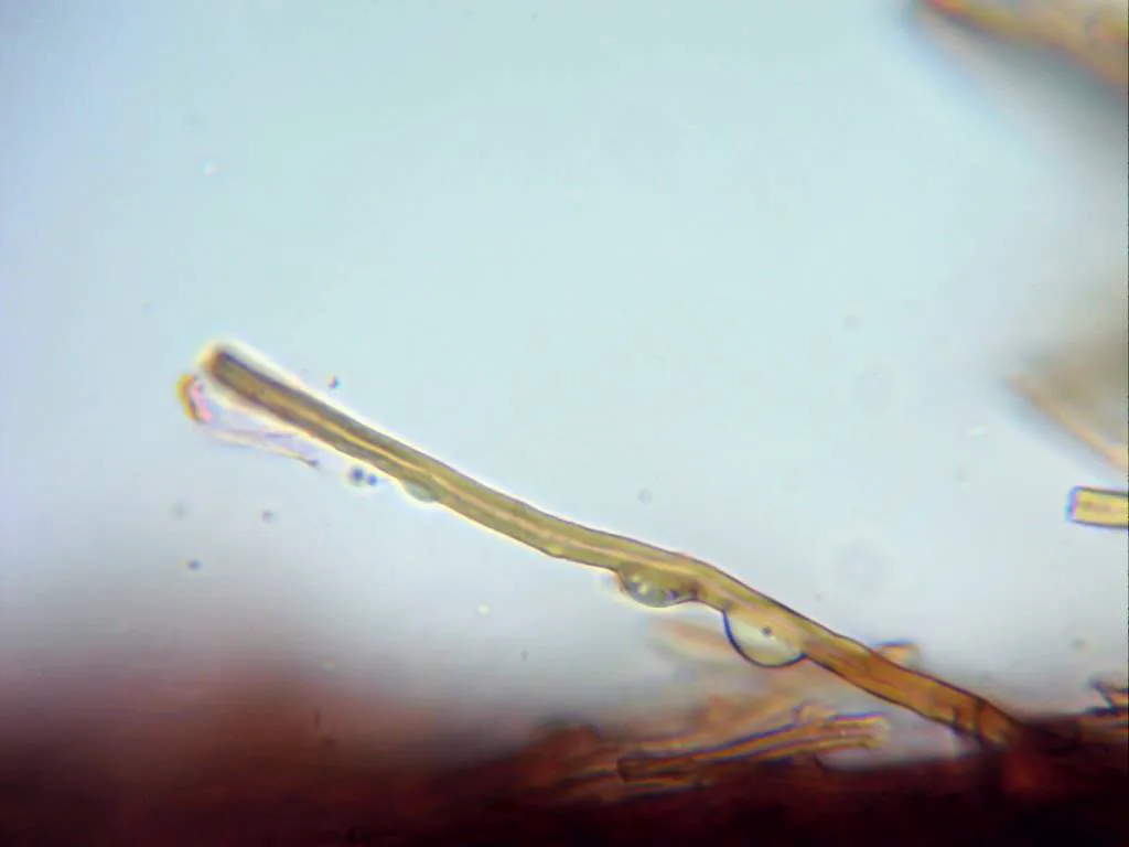 Microscopía de Peniophora albobadia - 11 - Hifa basal de pared gruesa